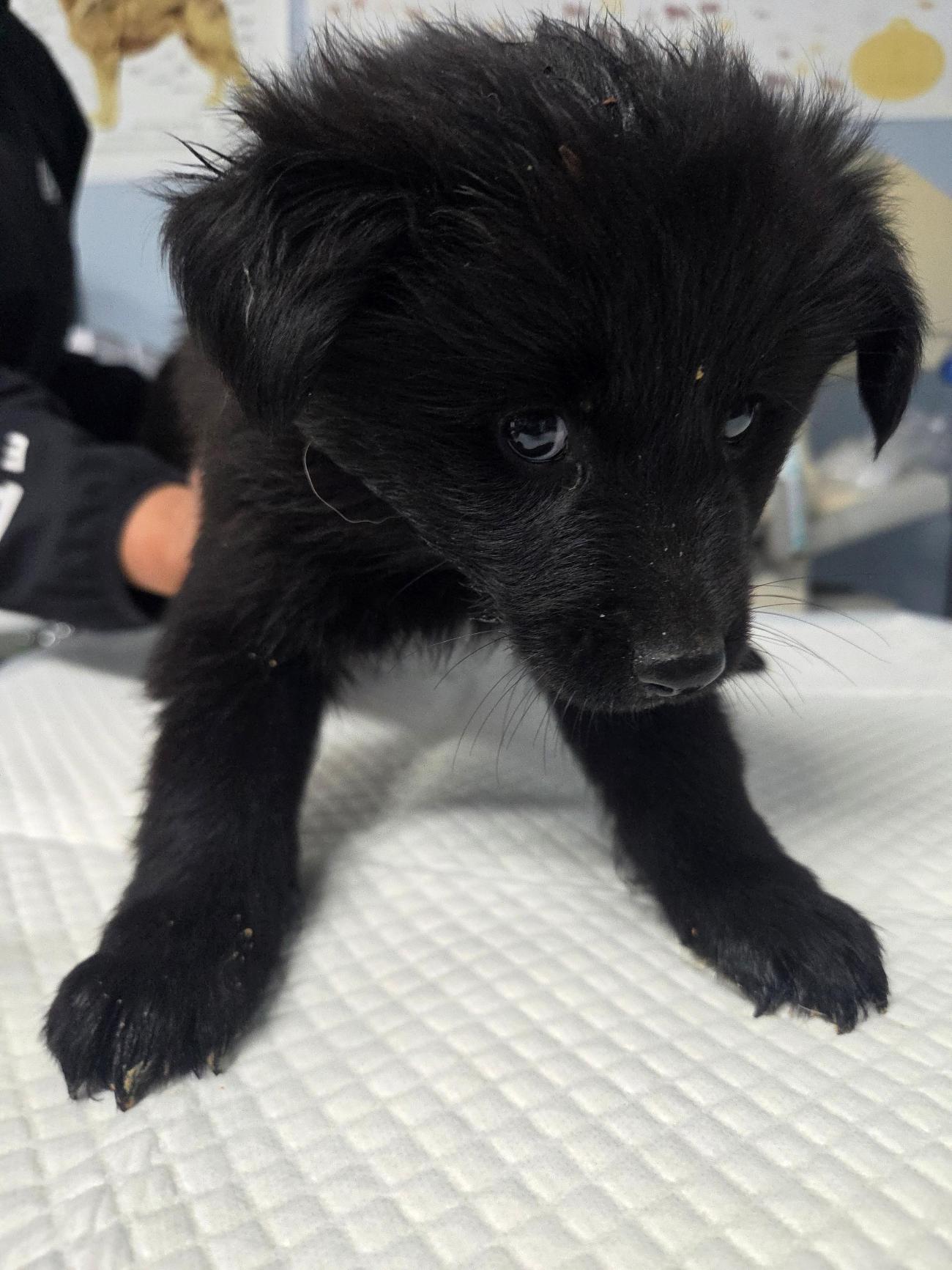 보호중 믹스견의 가…